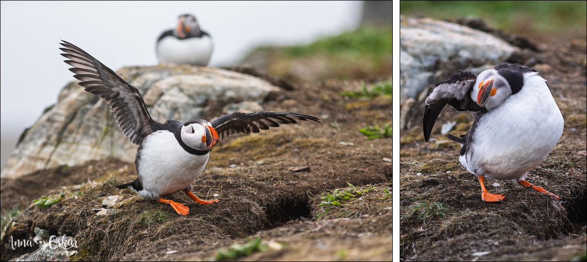 Península de Bonavista (III) - Terranova & Labrador: icebergs, puffins y balleneros vascos (6)