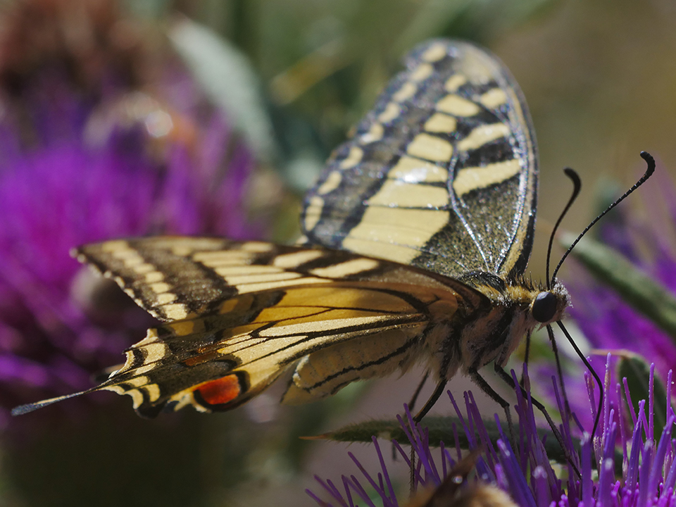 Papilio Macaon II