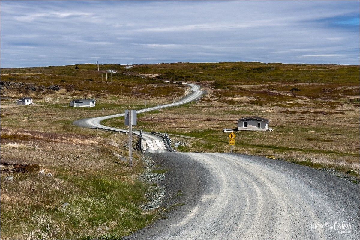 St. John's (I) - Terranova & Labrador: icebergs, puffins y balleneros vascos (17)