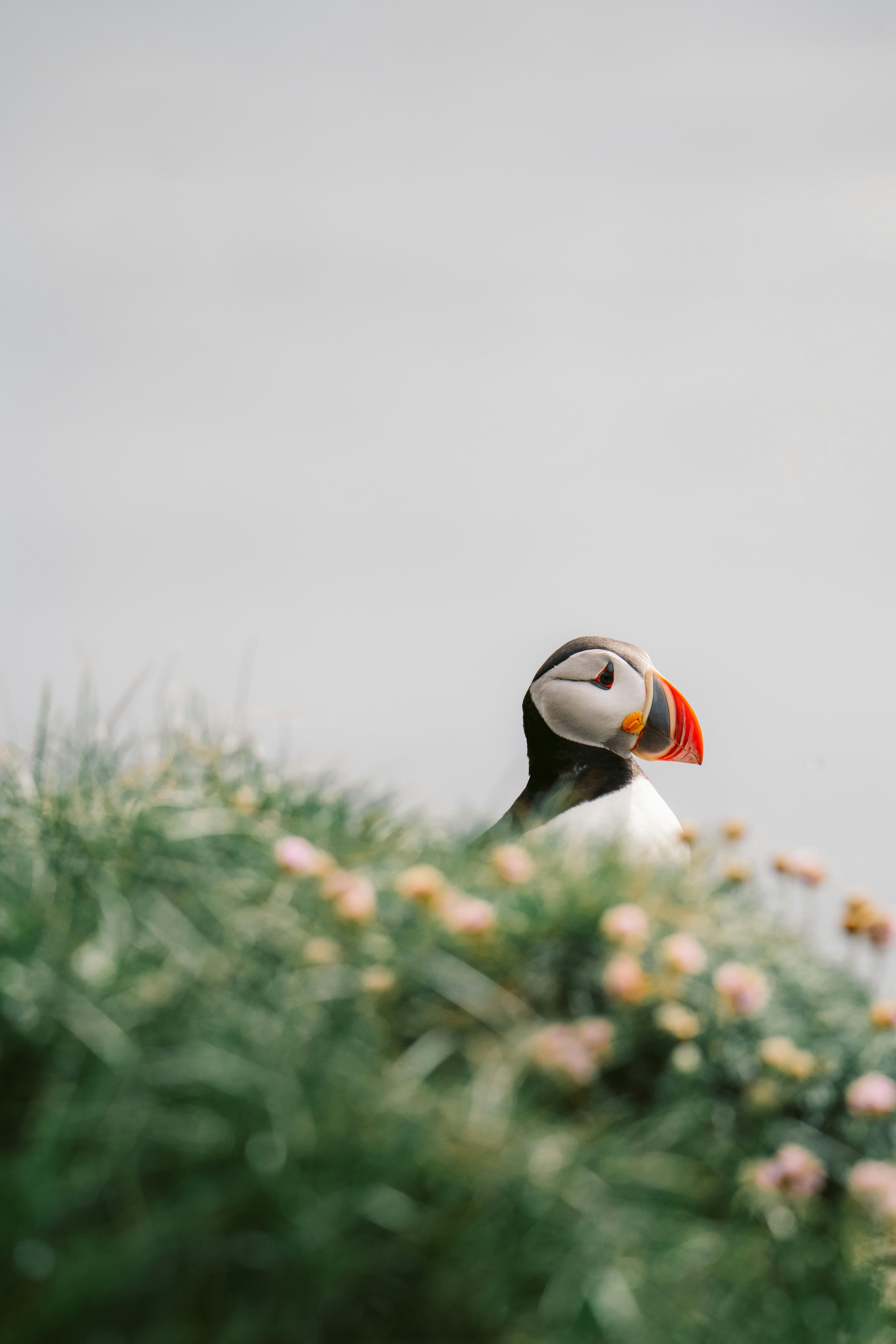 a puffin peeping