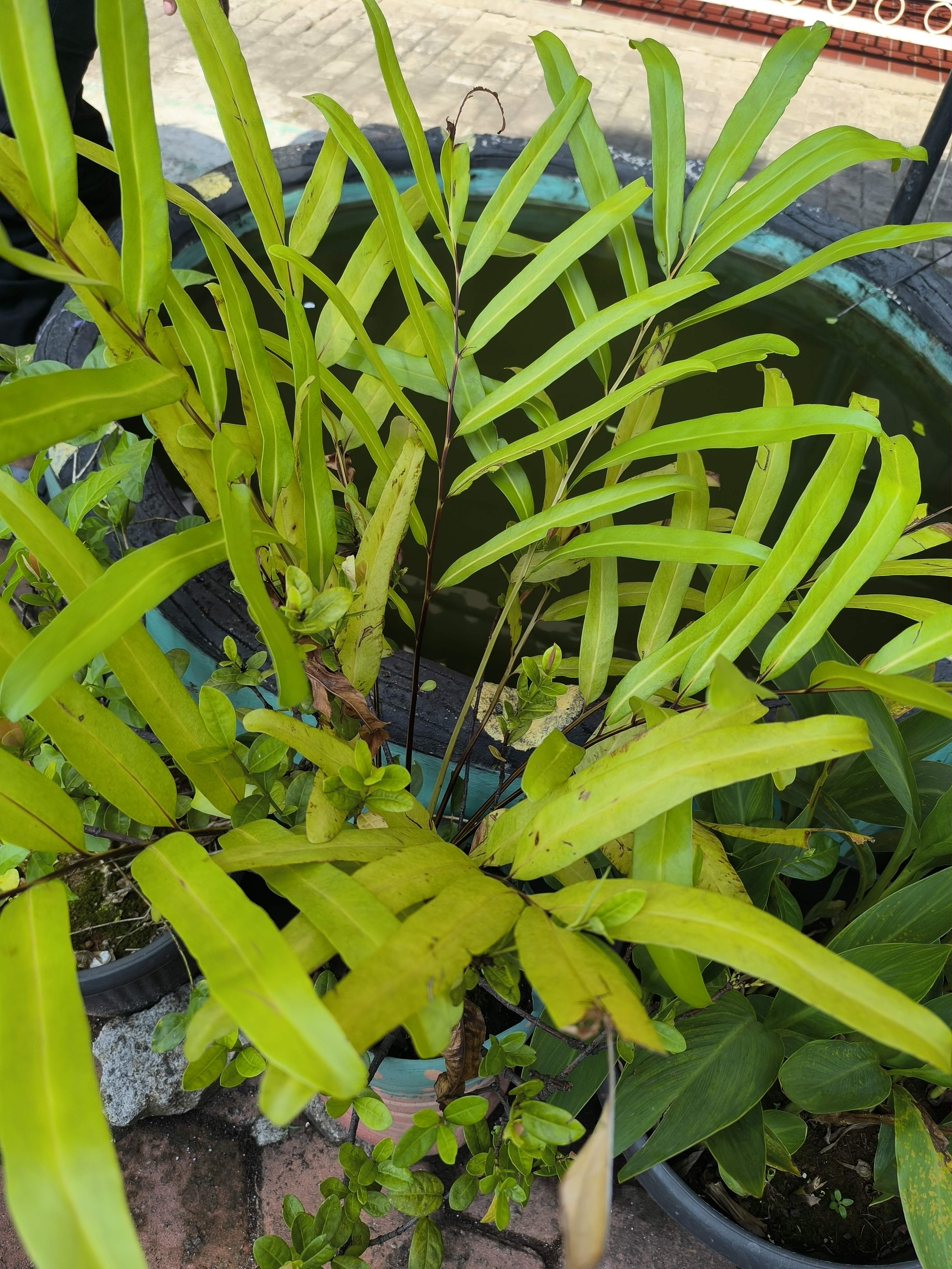 Leather fern