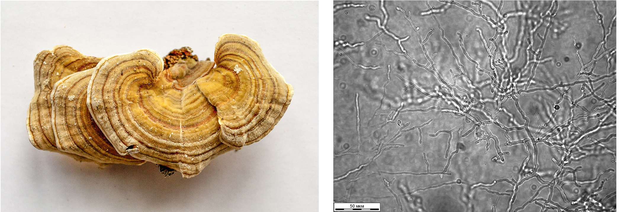 Trametes versicolor (L.) Lloyd 14