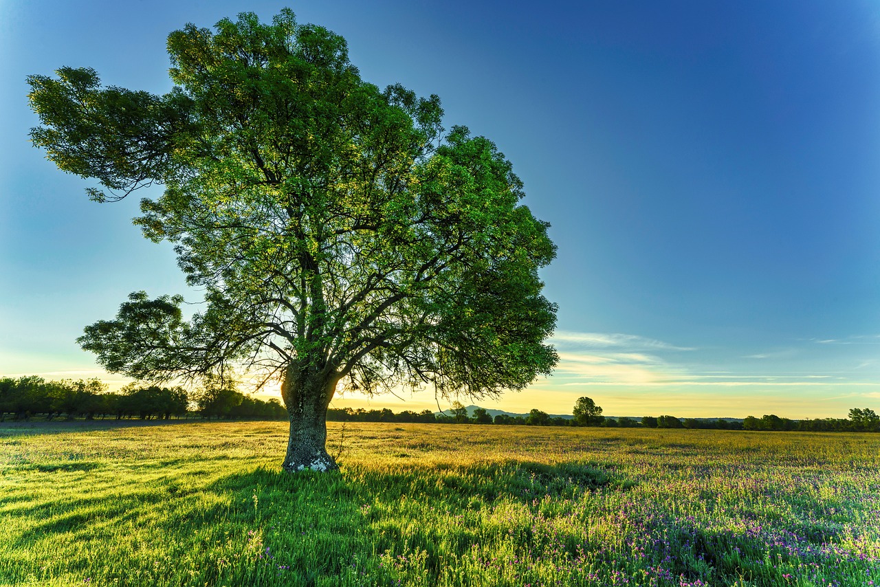 Nature Meditation