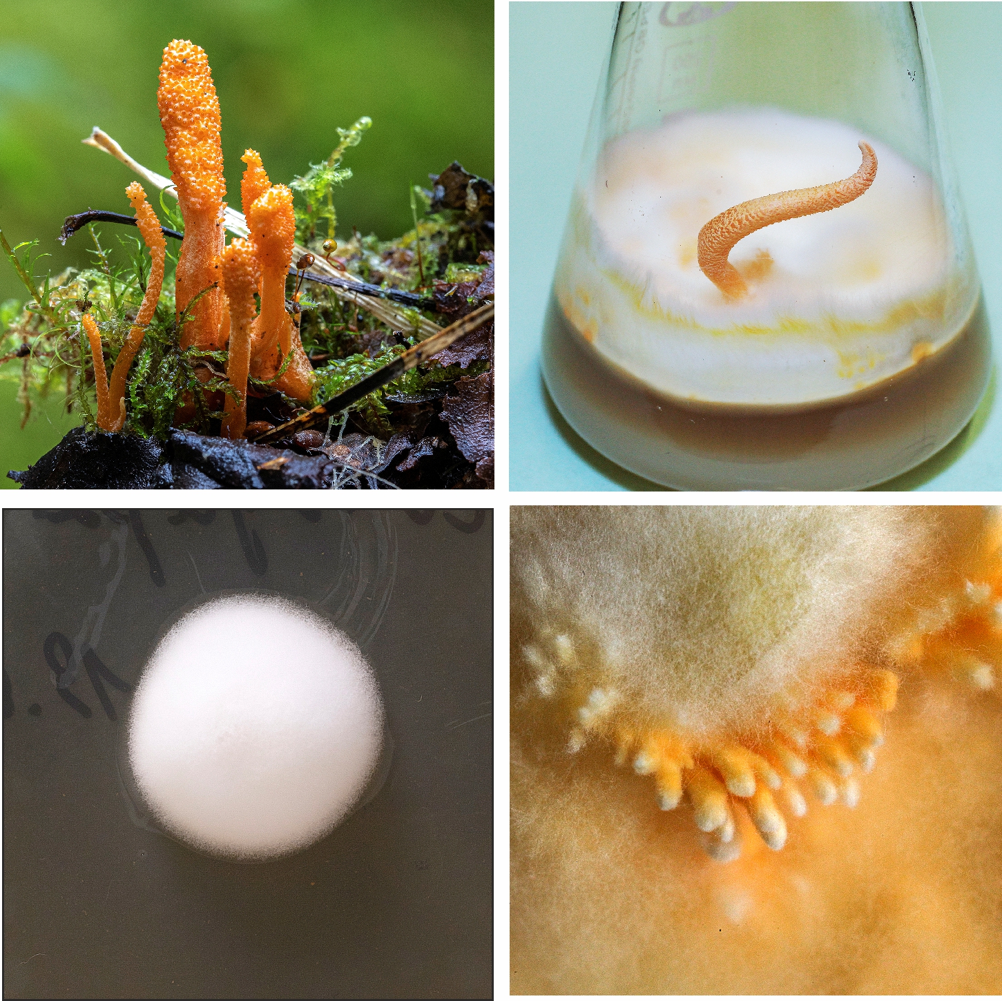 Cordyceps militaris (L.) Fr.