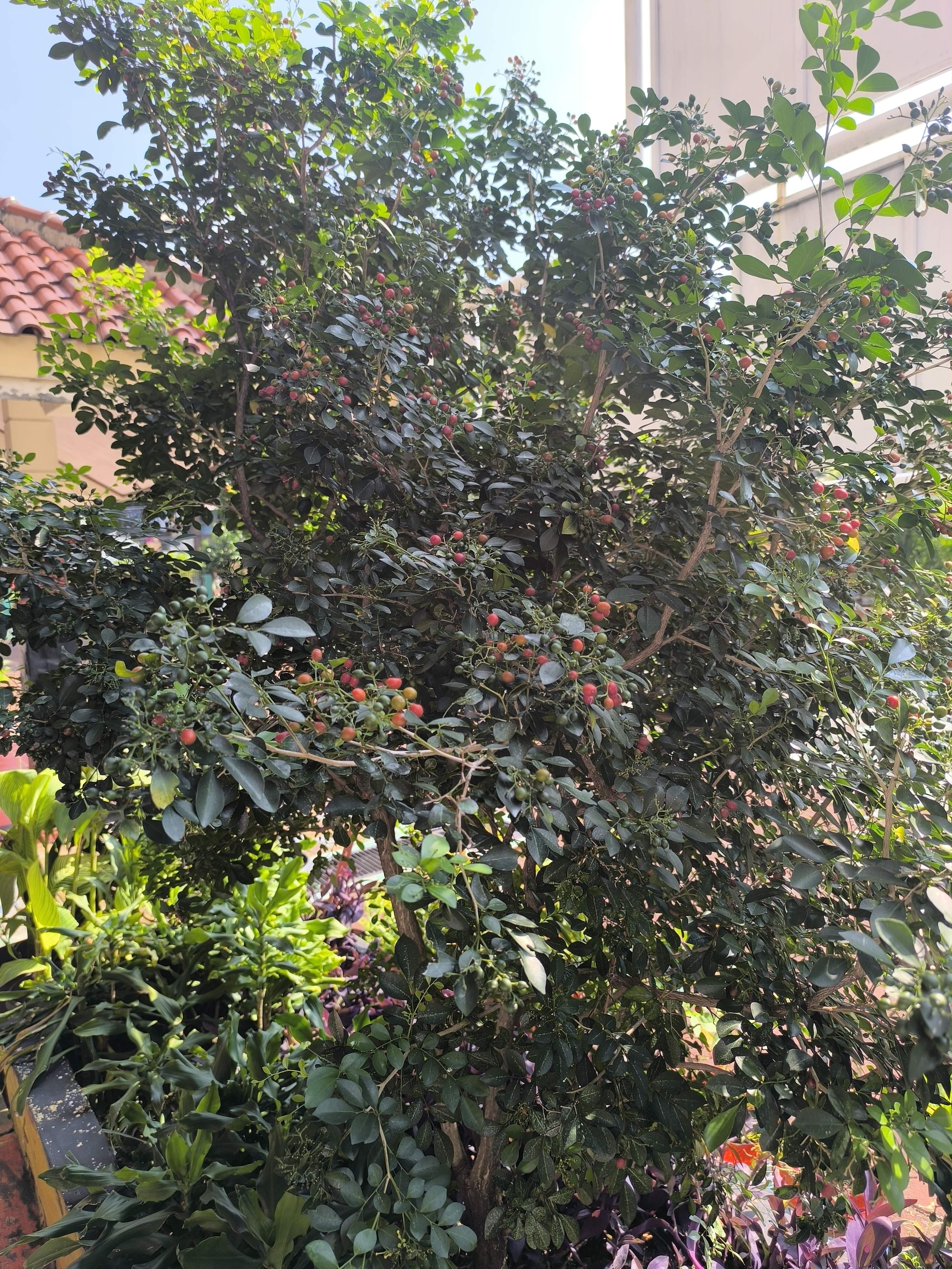 Orange jasmine