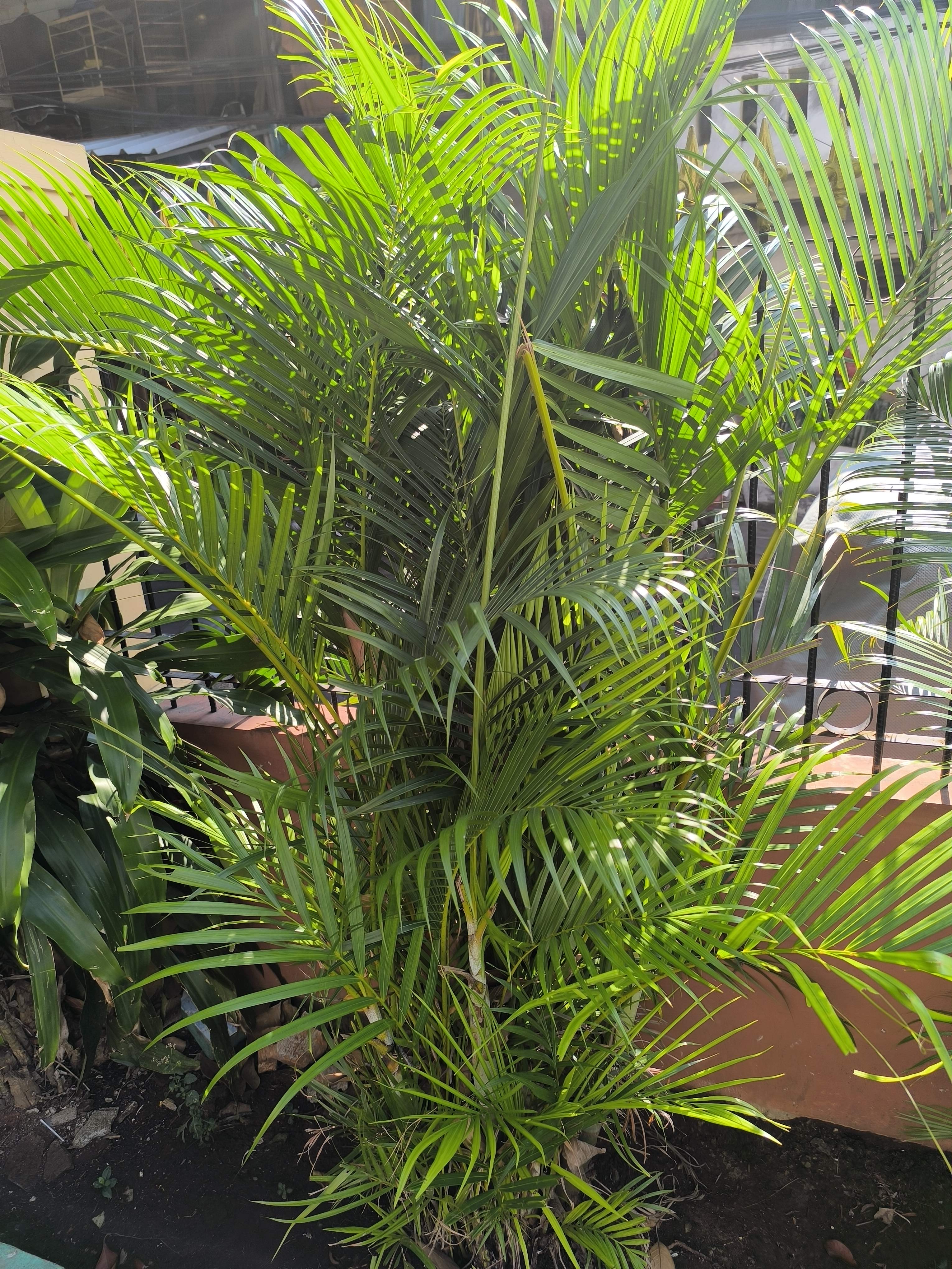 Madagascar palm