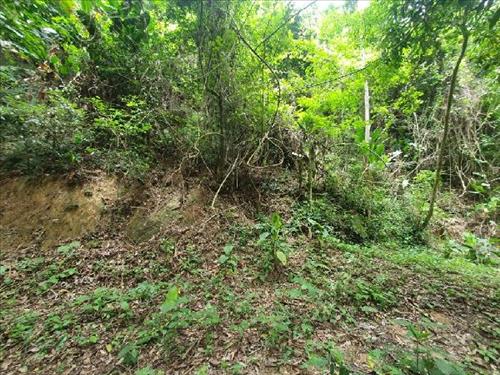 Terreno  -   -