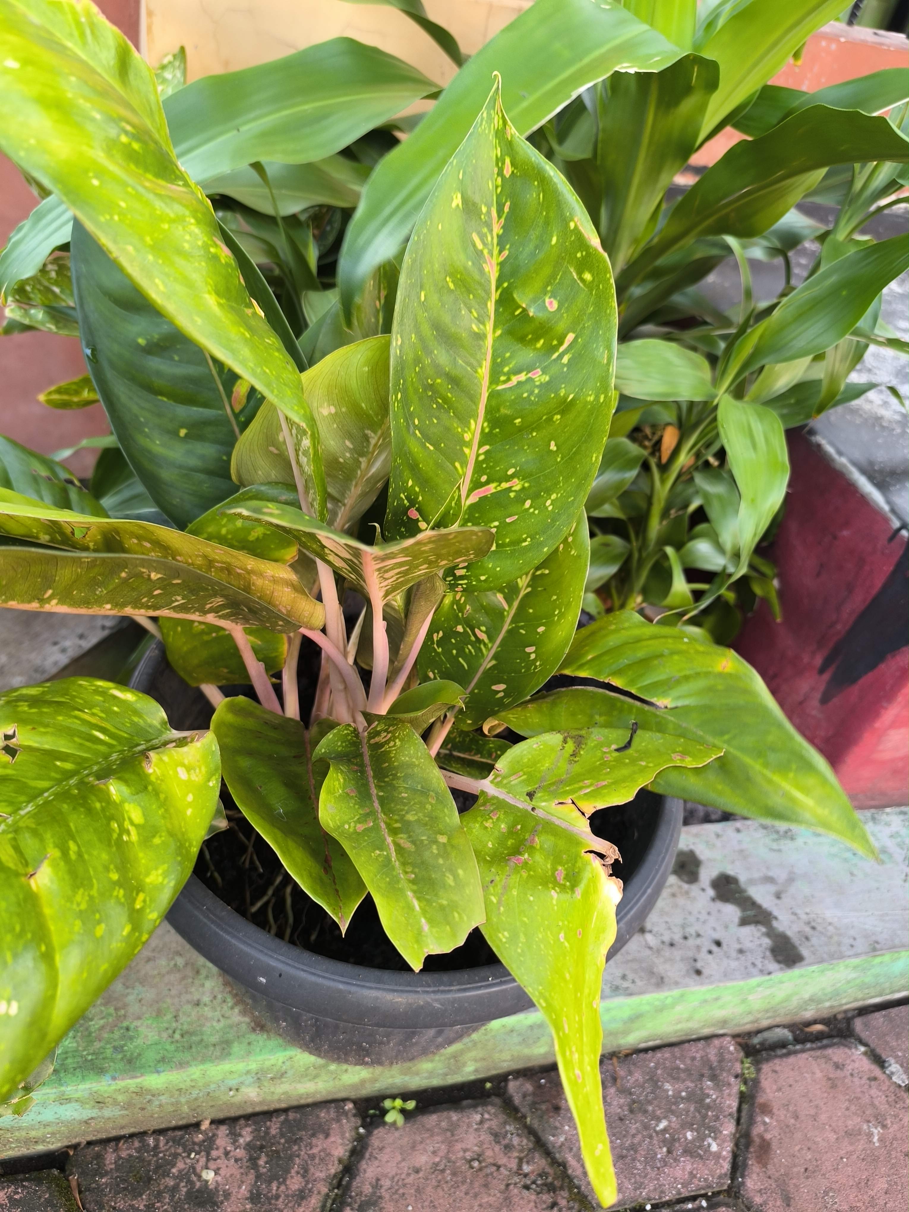 Chinese evergreen