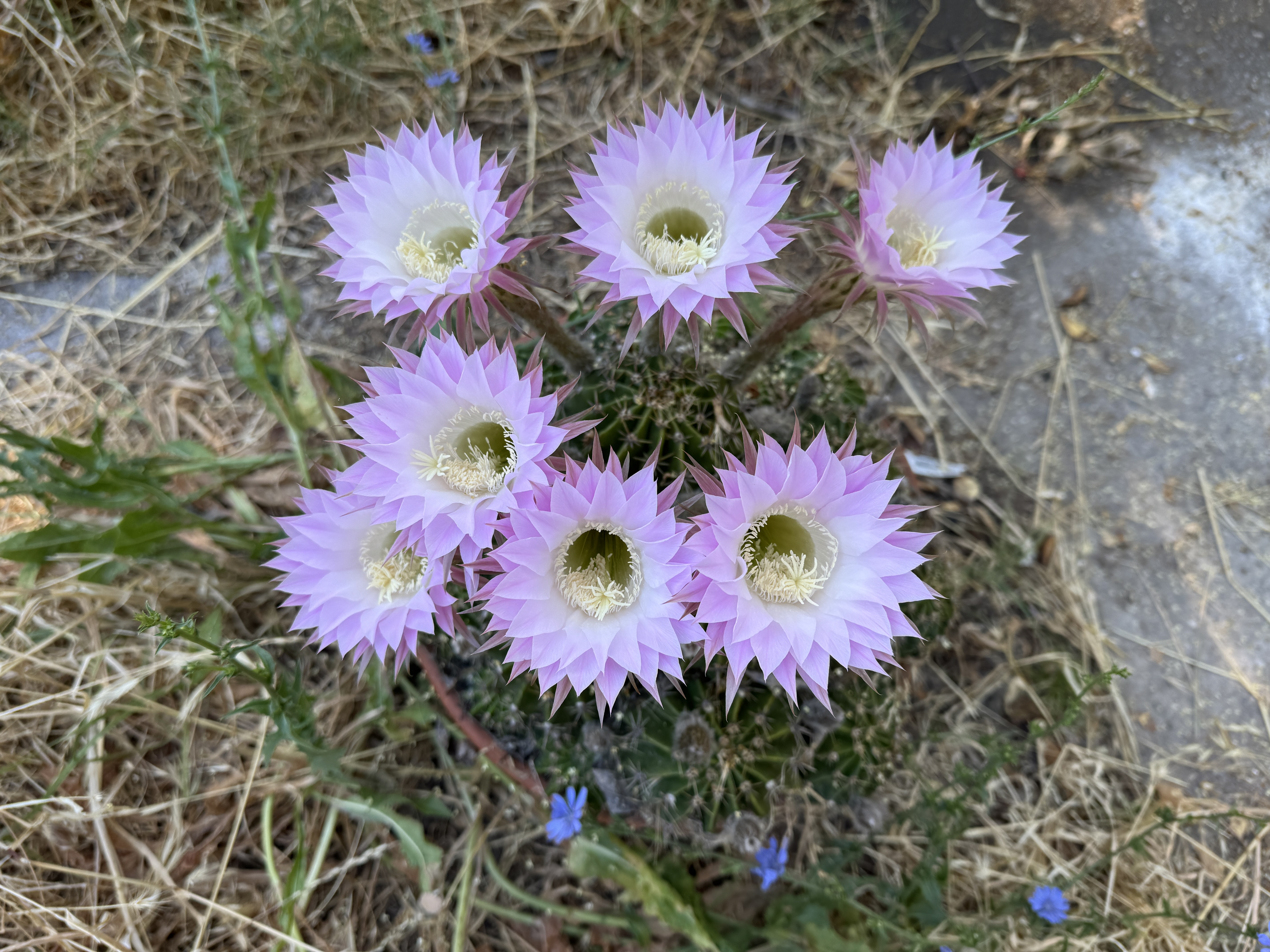 [Image: IMG_5994.jpeg?rlkey=v287bfdih09tmcitniyqualps&dl=0]