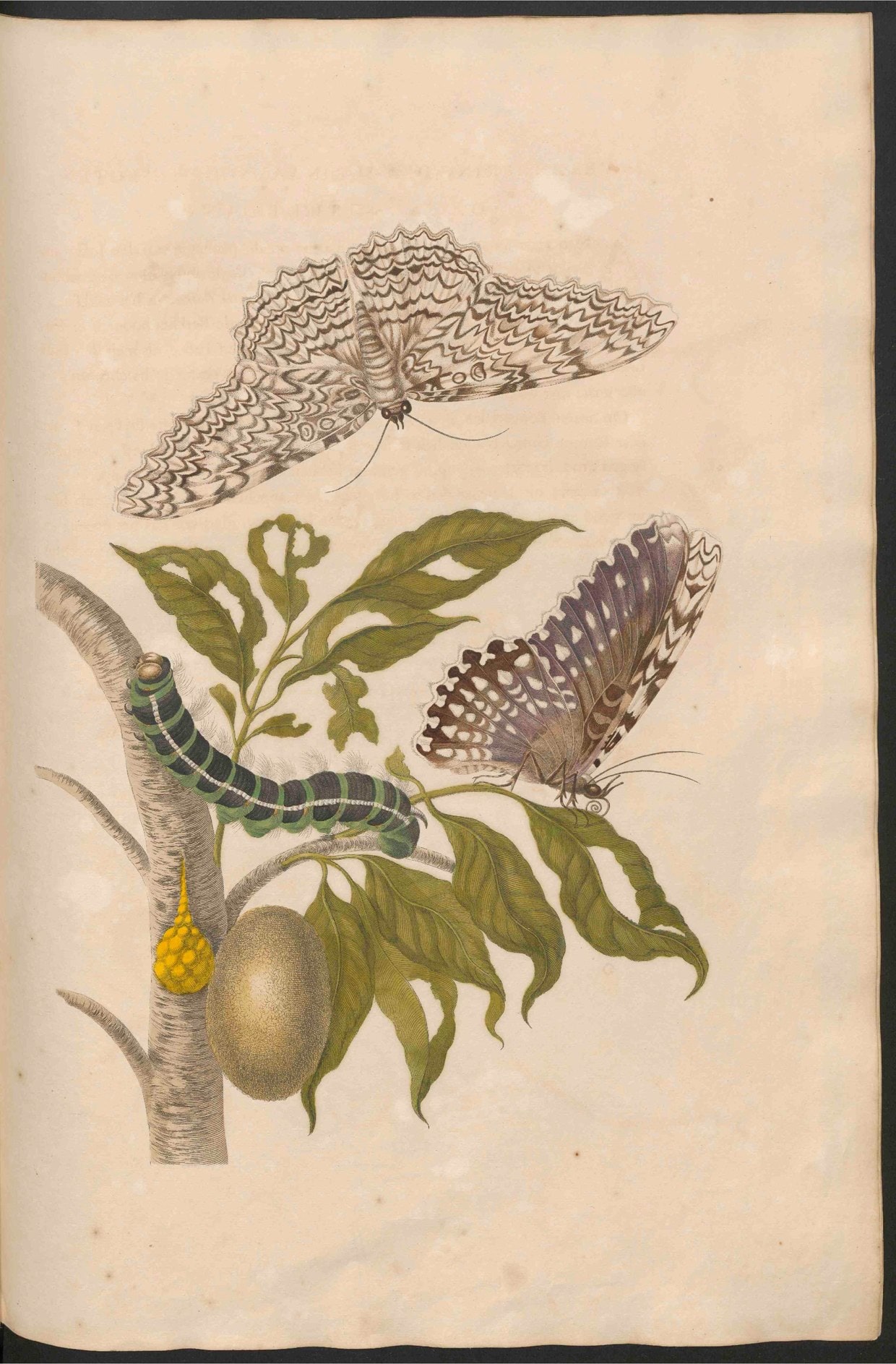 Maria Sibylla Merian-Metamorphosis-Uni bib Utrecht MAG AB 352 Rariora 20