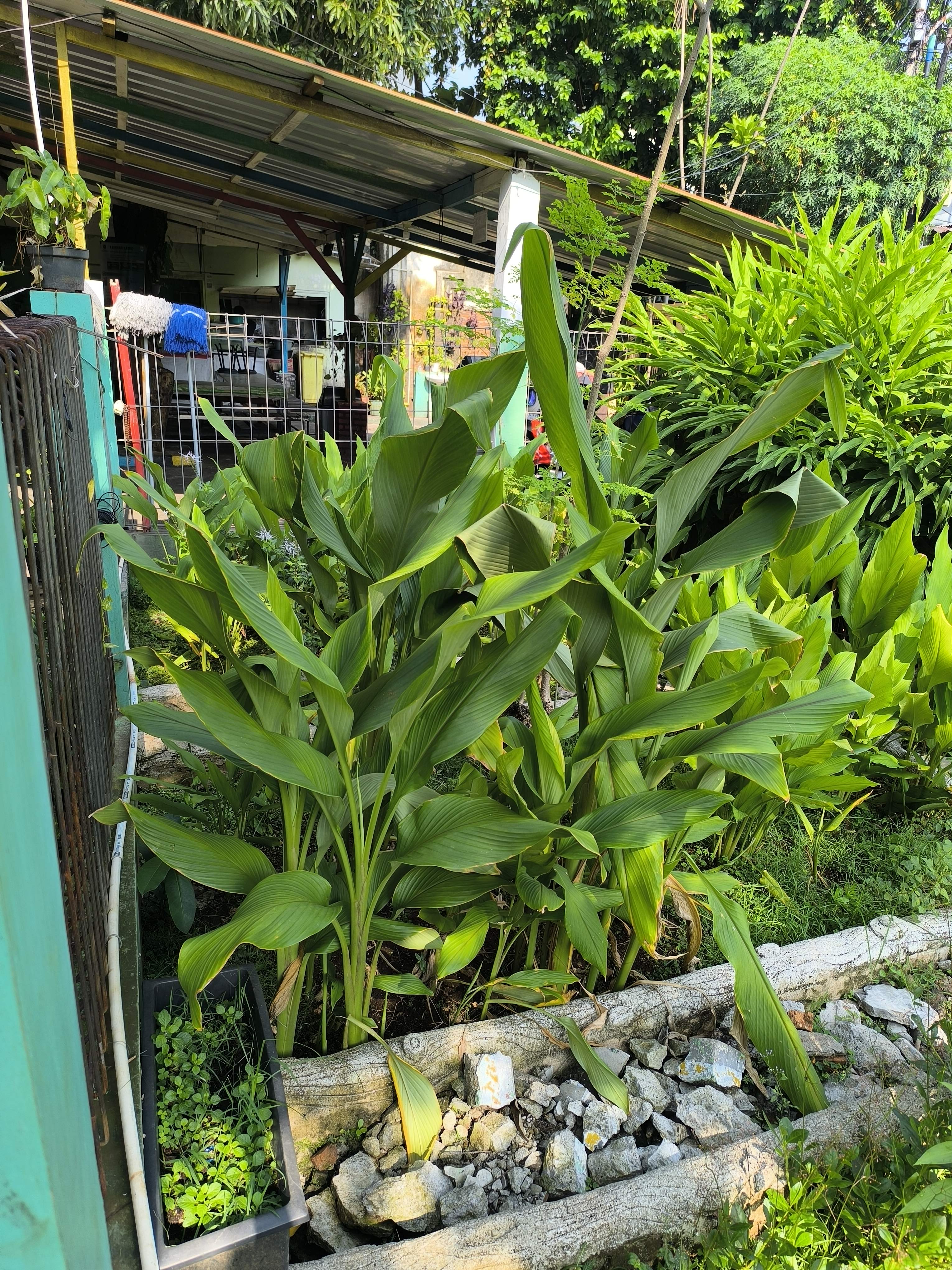 Turmeric