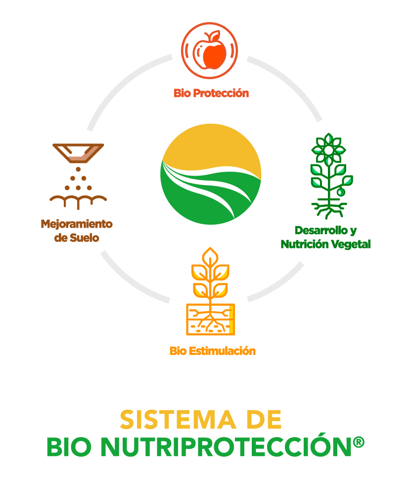Descripción