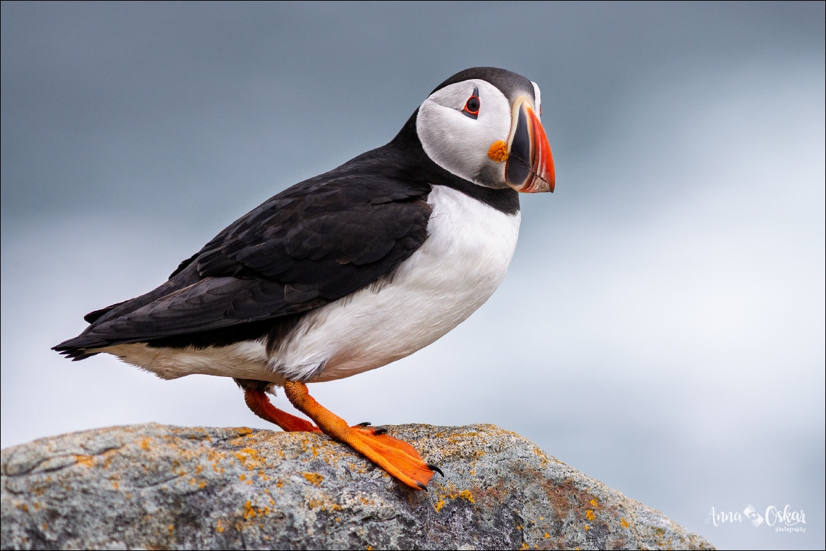 Península de Bonavista (III) - Terranova & Labrador: icebergs, puffins y balleneros vascos (4)