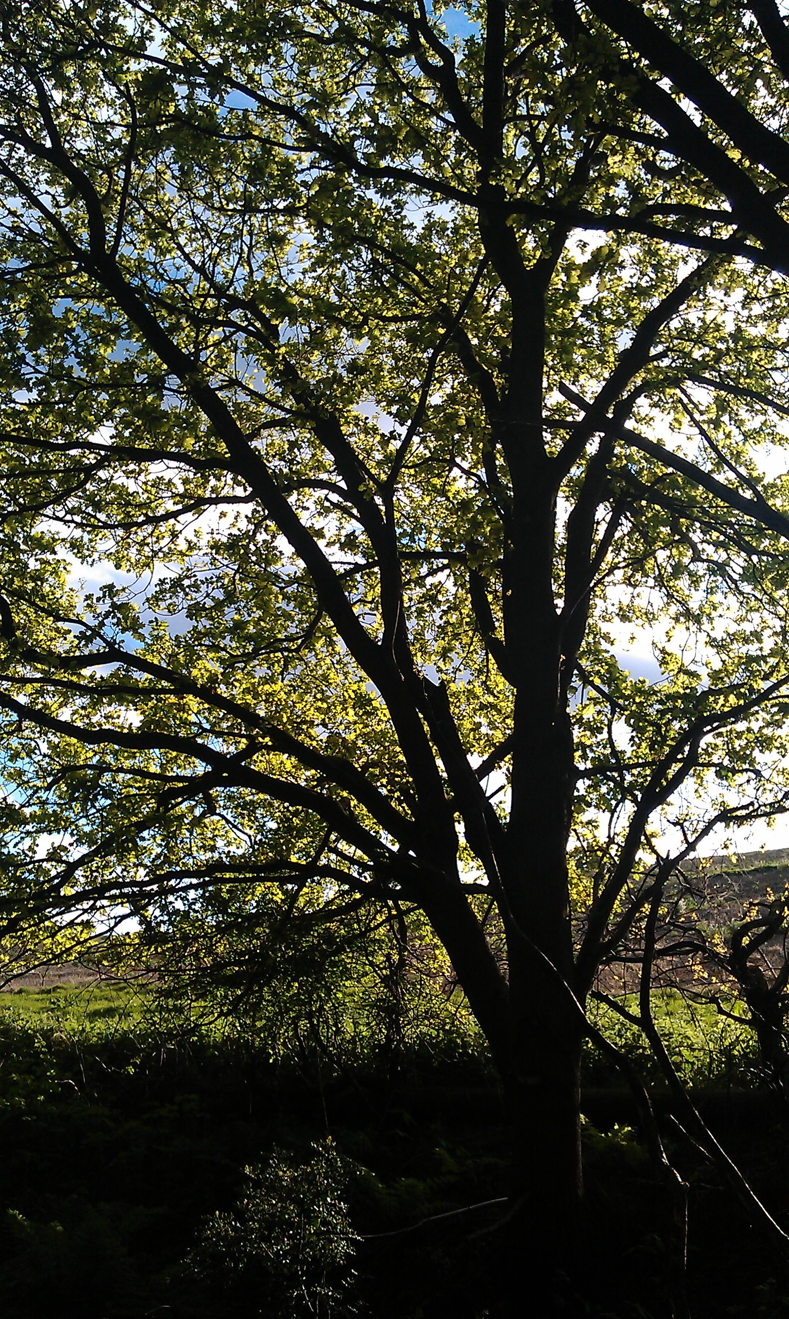 GC5NMK6 A Derbyshire Tree... (Unknown Cache) in East Midlands, United ...