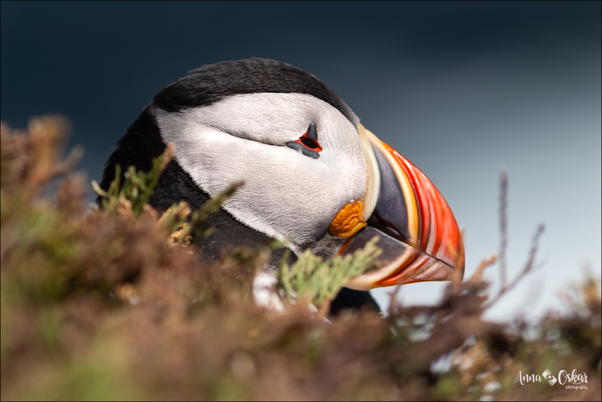 Península de Bonavista (III) - Terranova & Labrador: icebergs, puffins y balleneros vascos (16)