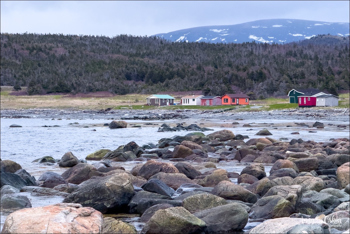 Terranova & Labrador: icebergs, puffins y balleneros vascos - Blogs de Canada - Gros Morne National Park (I) (22)