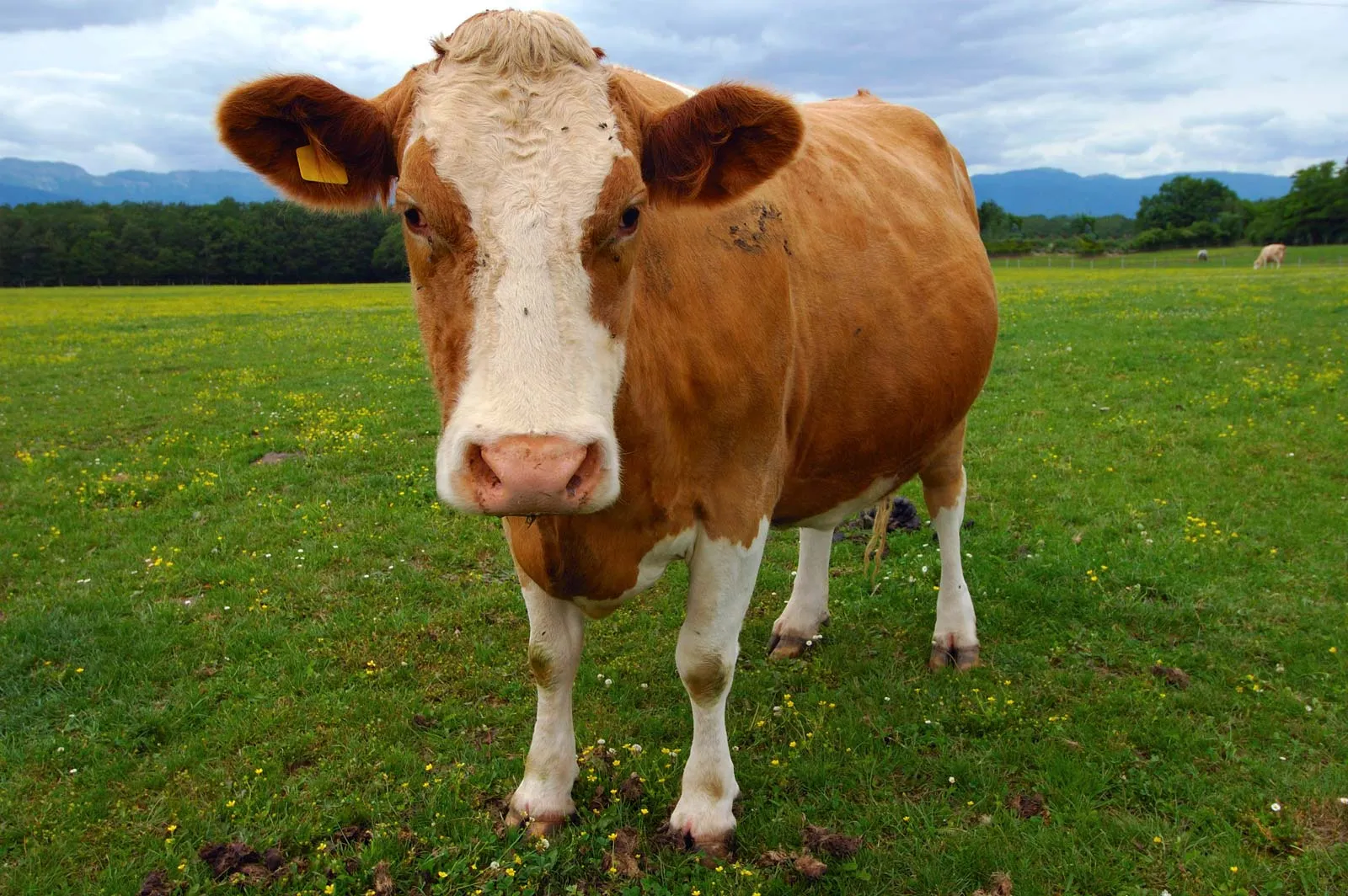 What type of sugar is found in milk