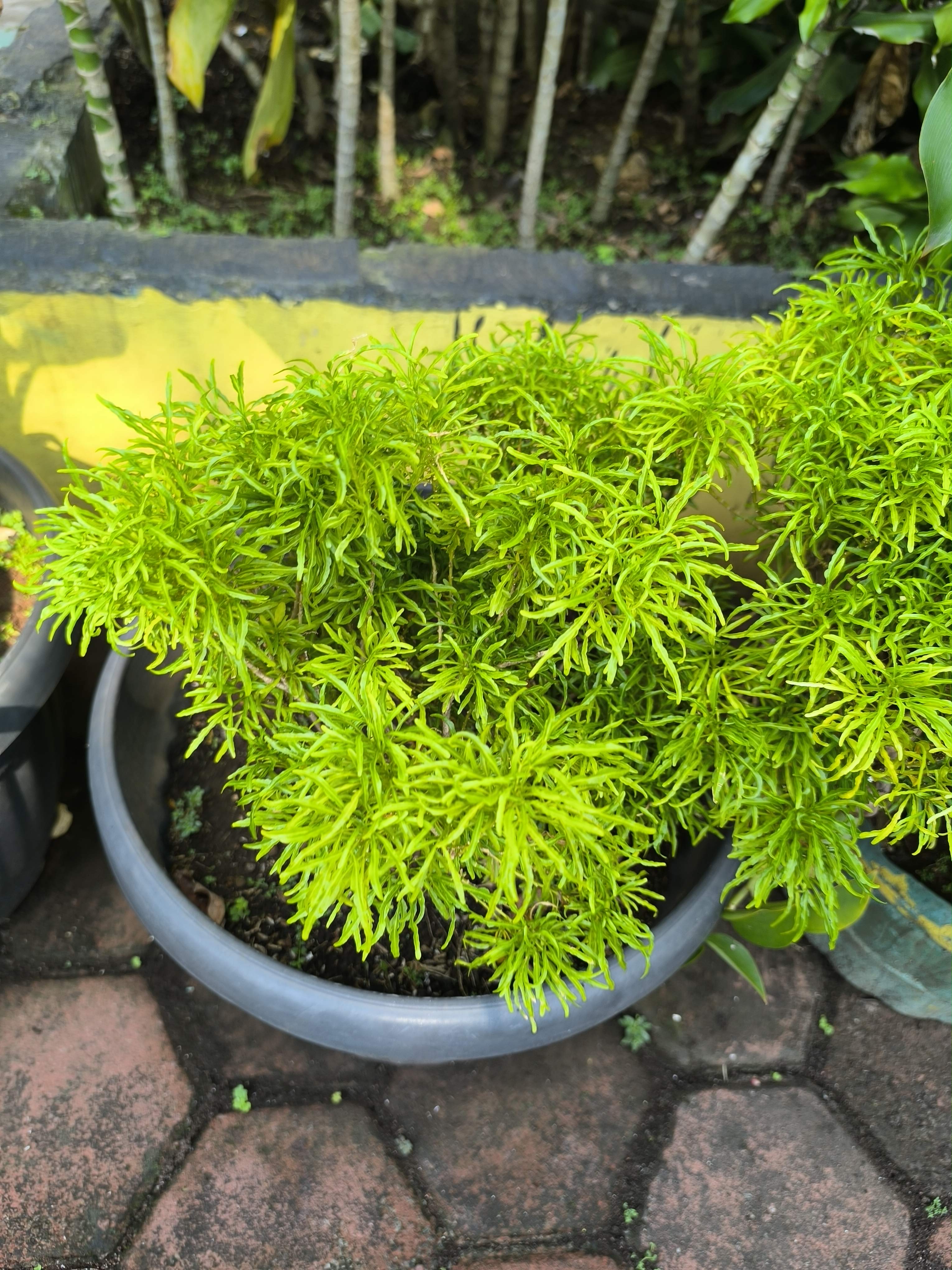 Ming aralia