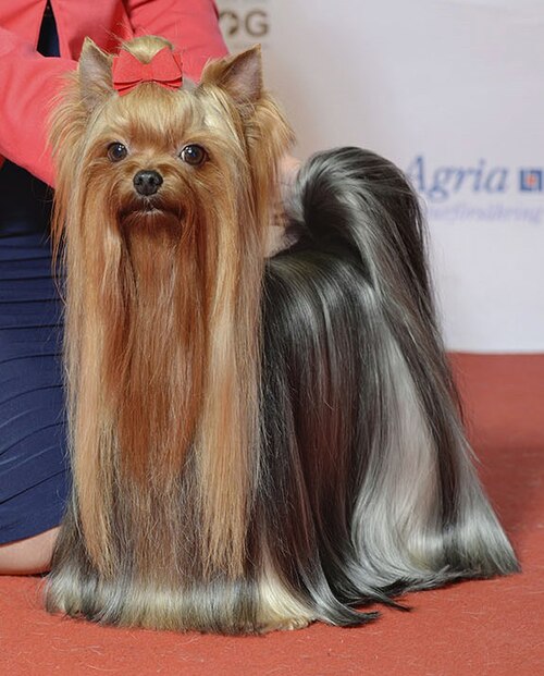 Which dog is the largest of the terrier breed
