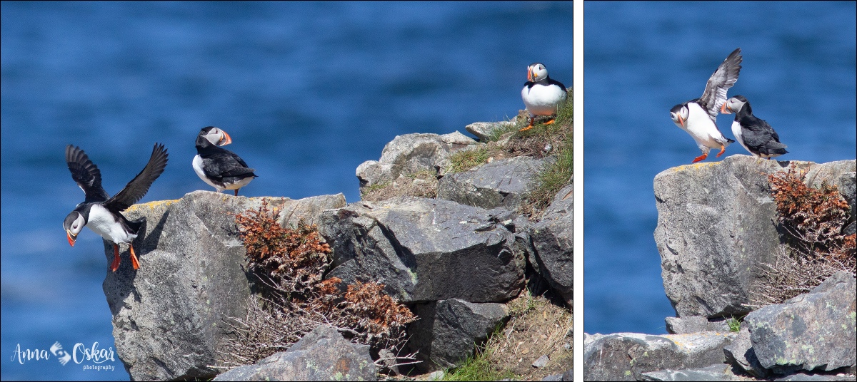 Península de Bonavista (III) - Terranova & Labrador: icebergs, puffins y balleneros vascos (23)
