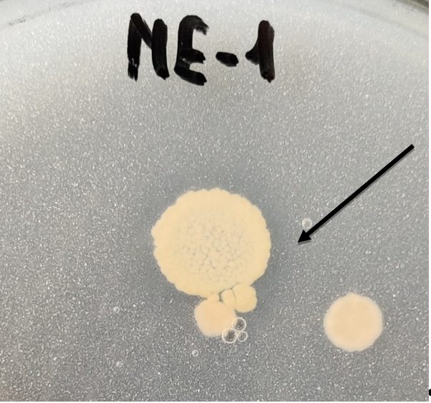 Streptomyces sp. МЕ-1