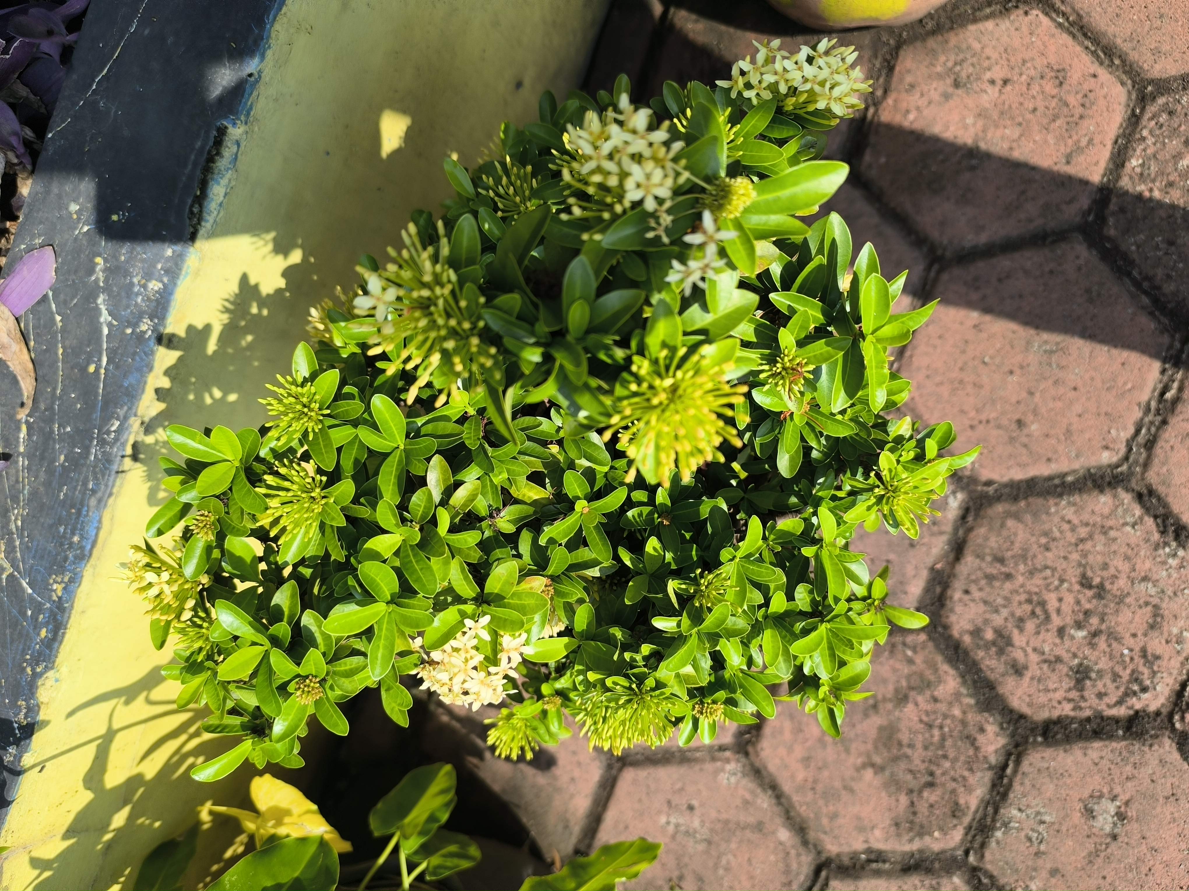 Fragrant ixora