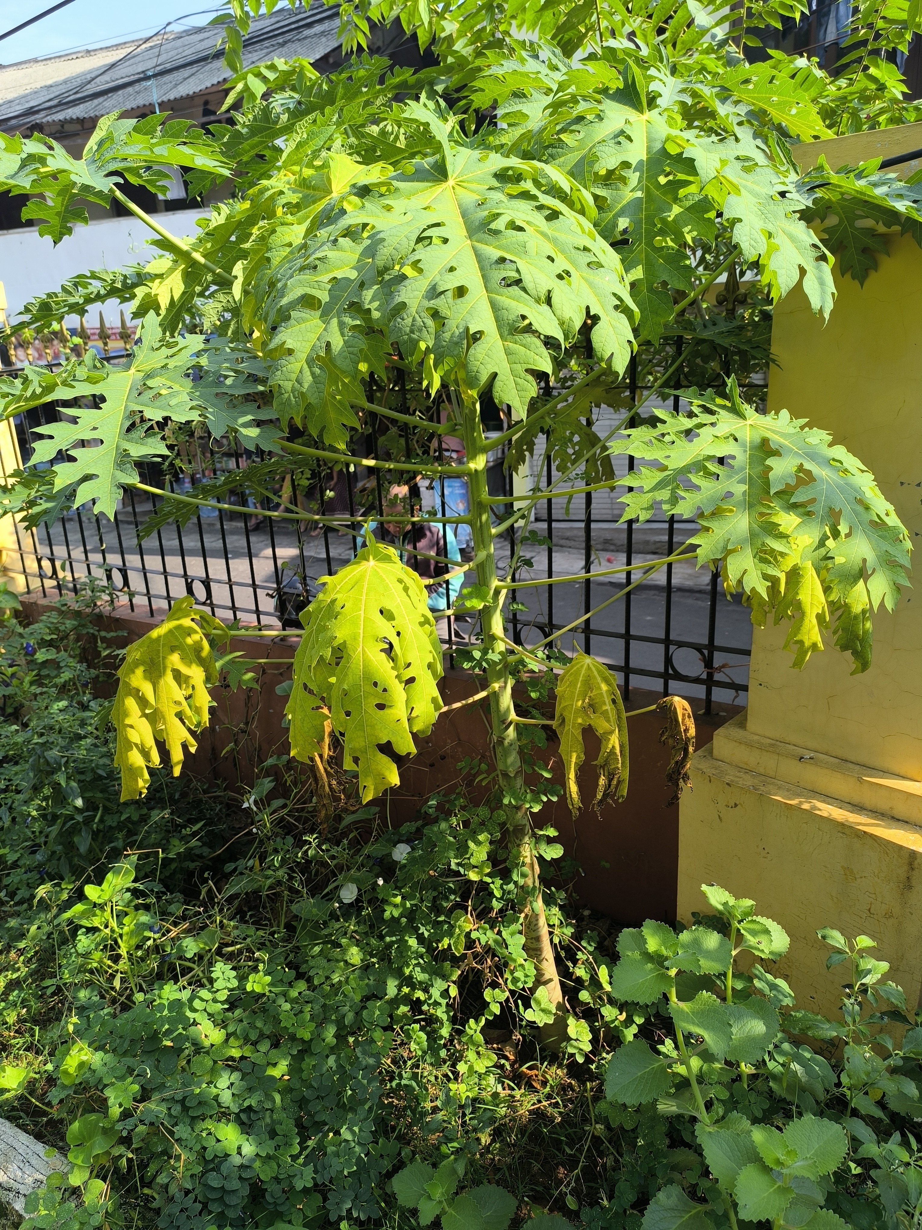 Papaya