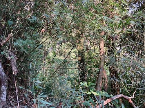 Terreno  -   -