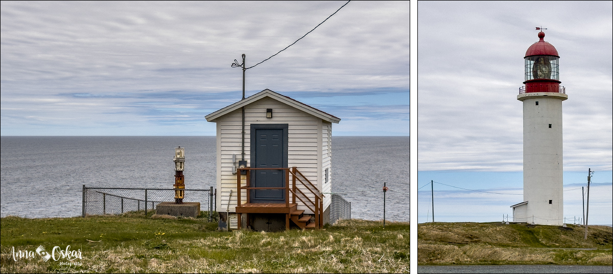 St. John's (I) - Terranova & Labrador: icebergs, puffins y balleneros vascos (19)