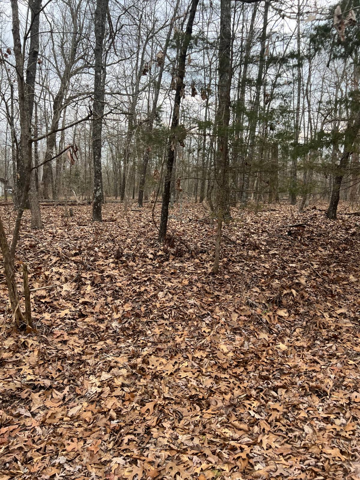 901 White Oak photo 6
