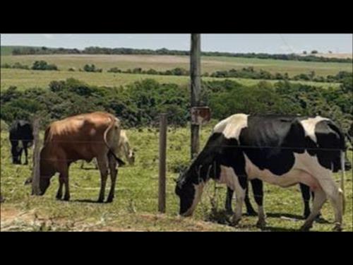 IMÓVEL RURAL DENOMINADO FAZENDA ANGICOS, LOCALIZADO NO MUNICÍPIO DE CARNAUBAIS/RN, COM ÁREA DE 481 ...