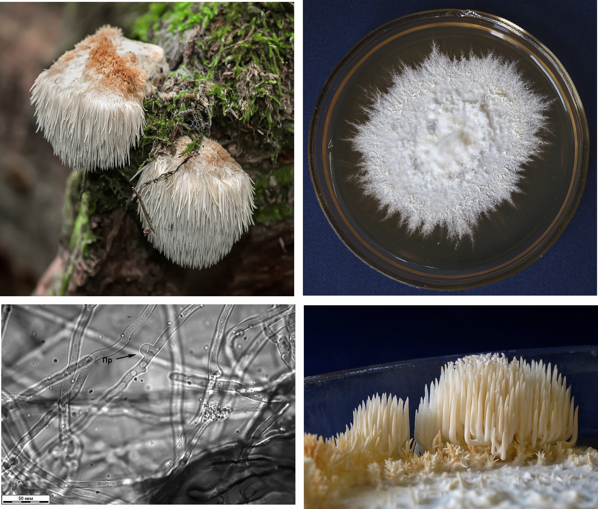 Hericium erinaceus (Bull.) Pers
