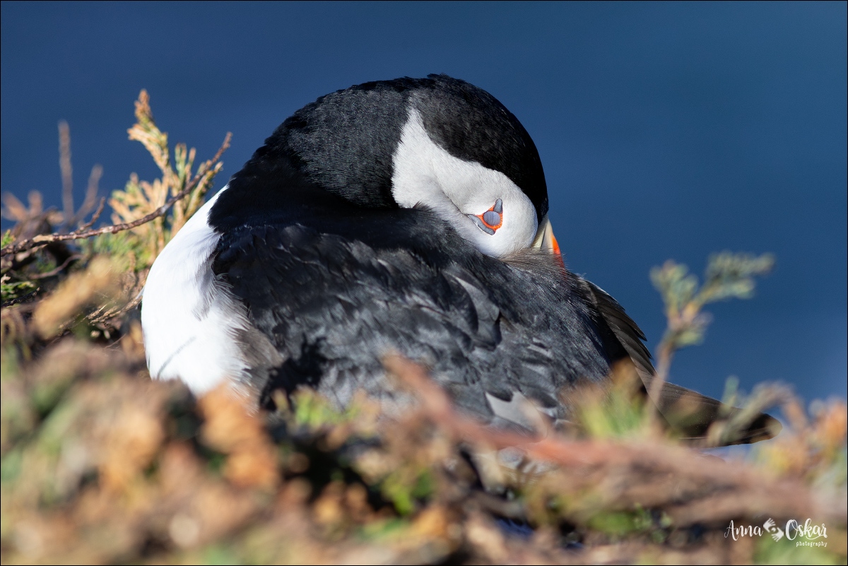 Península de Bonavista (III) - Terranova & Labrador: icebergs, puffins y balleneros vascos (28)