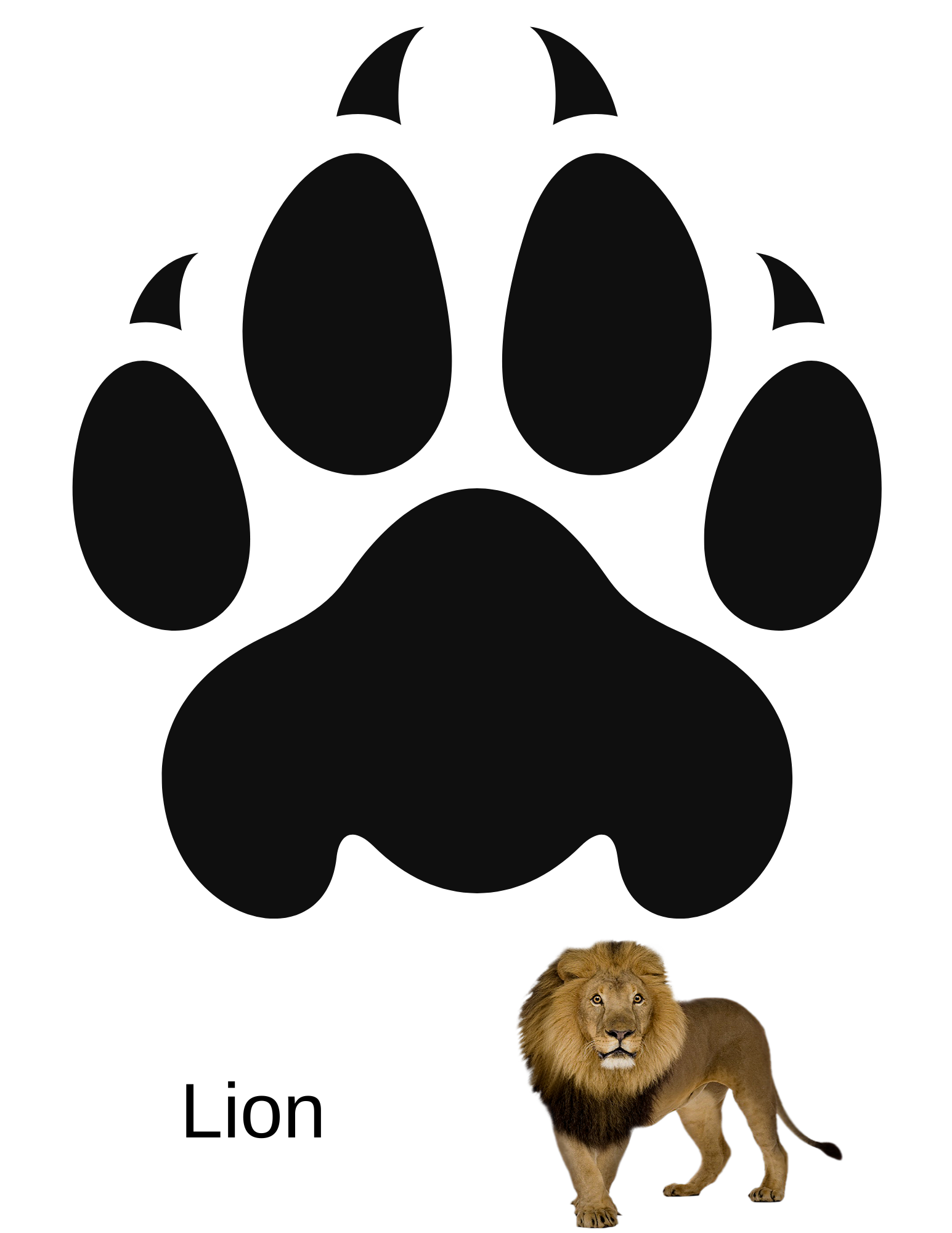 Animal Walk workbook page 20