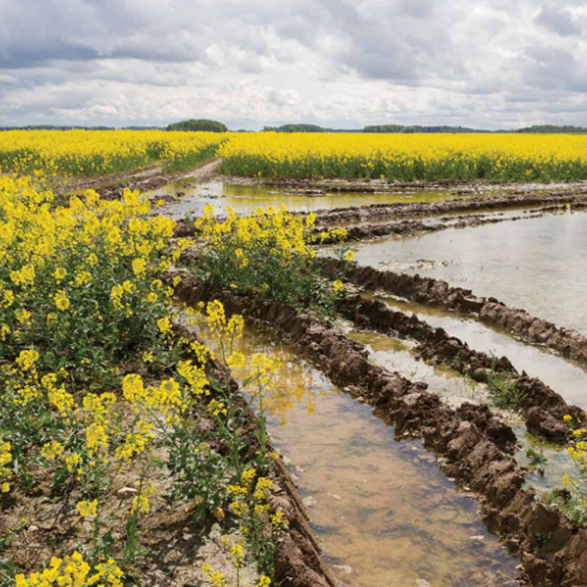 Why are Low Yielding Areas Low Yielding?