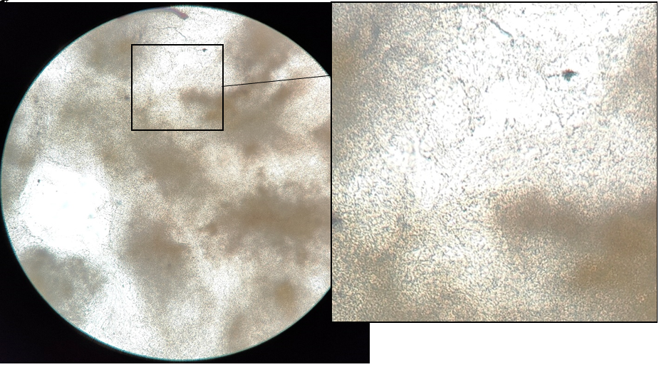 Streptomyces sp. ПС-9