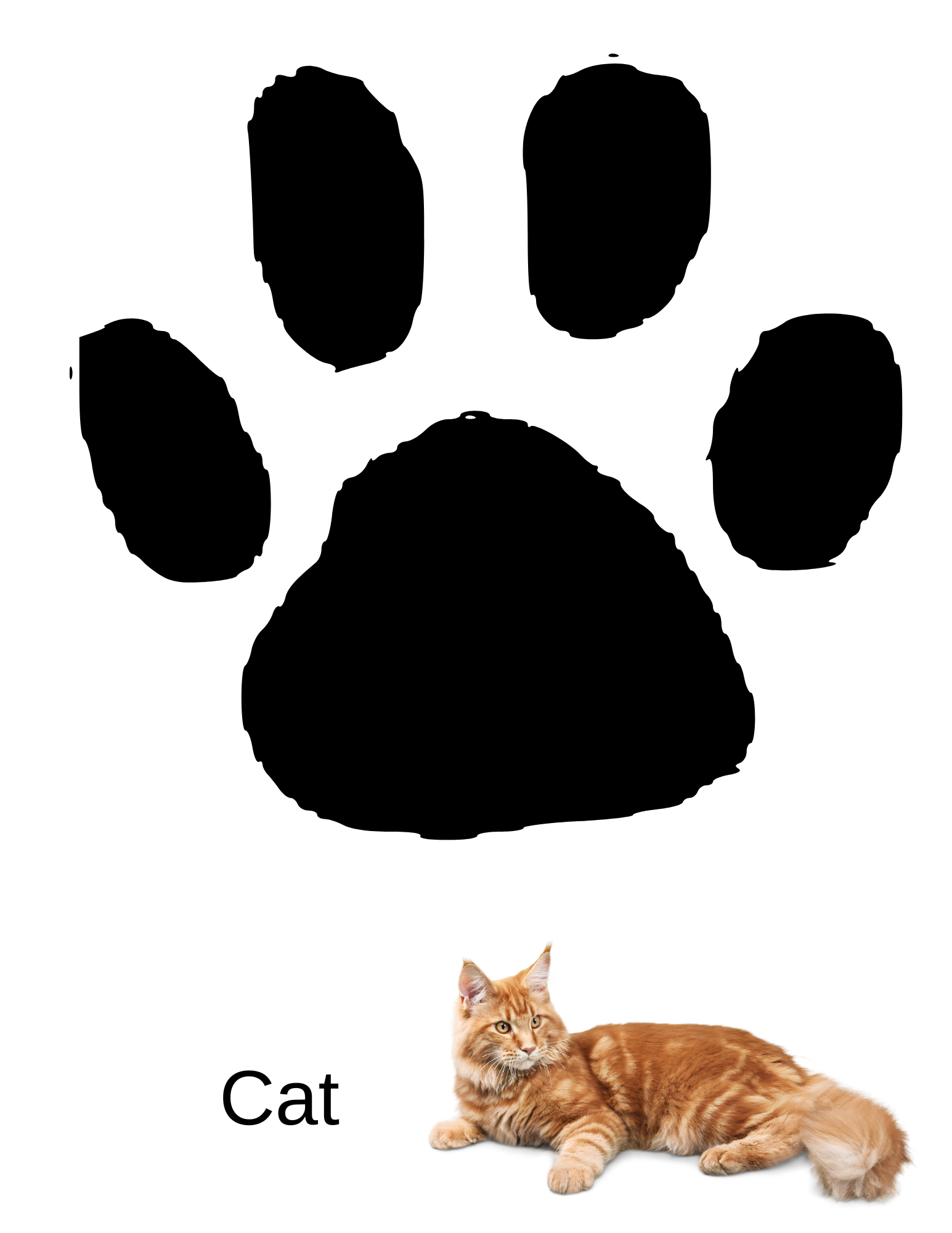 Animal Walk workbook page 24