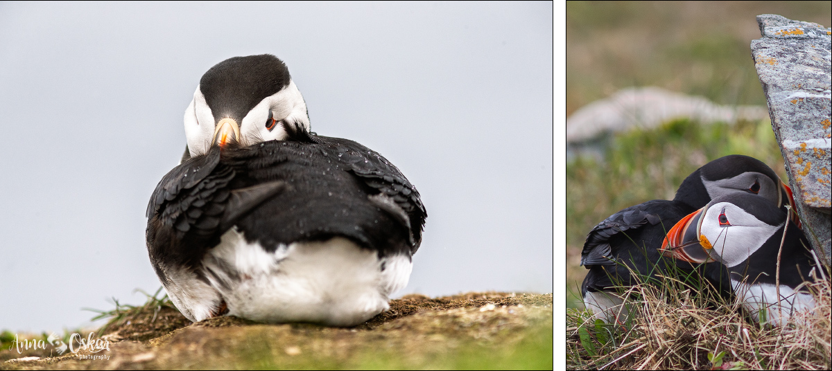Península de Bonavista (III) - Terranova & Labrador: icebergs, puffins y balleneros vascos (2)