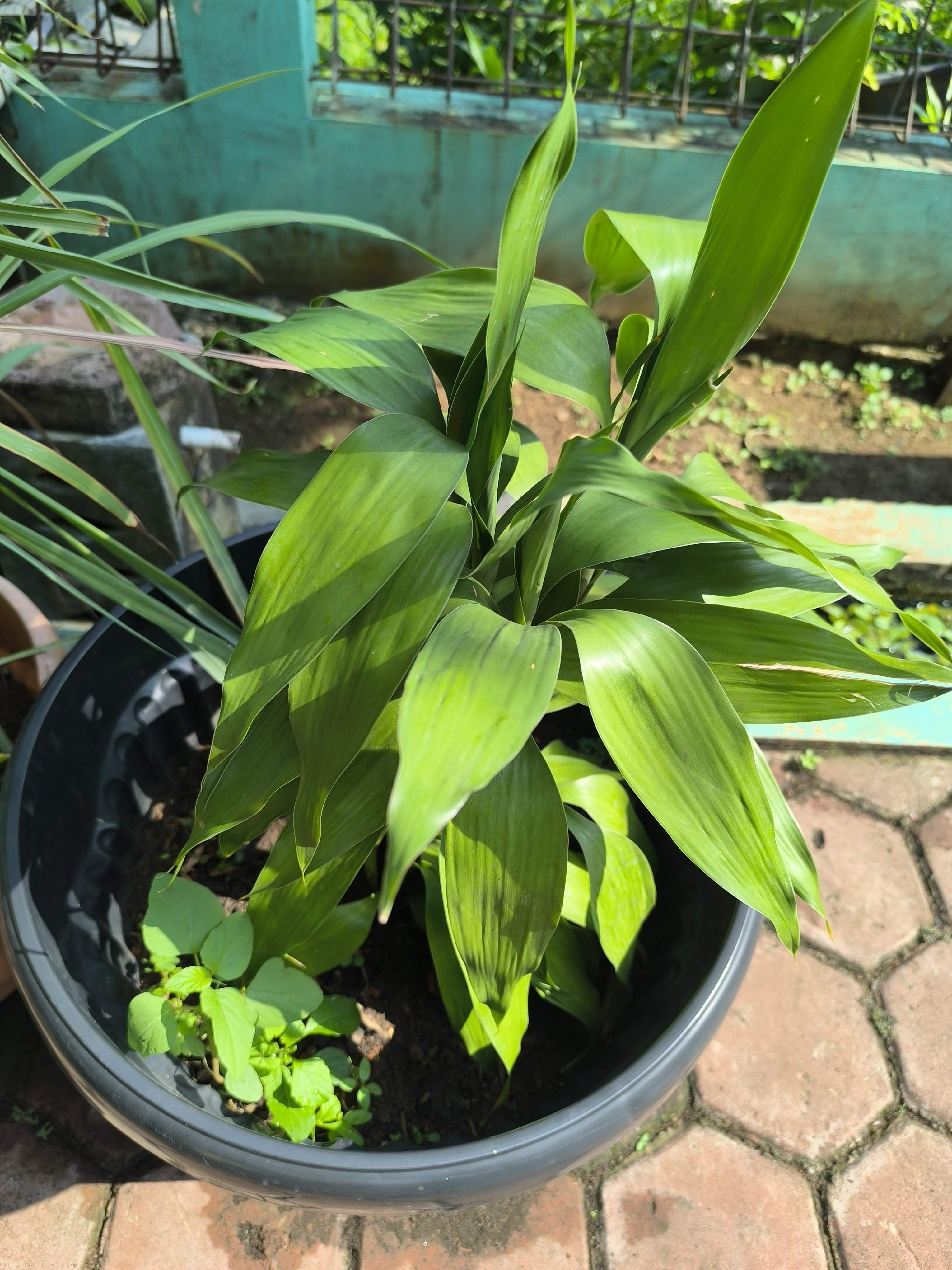 Lucky Bamboo