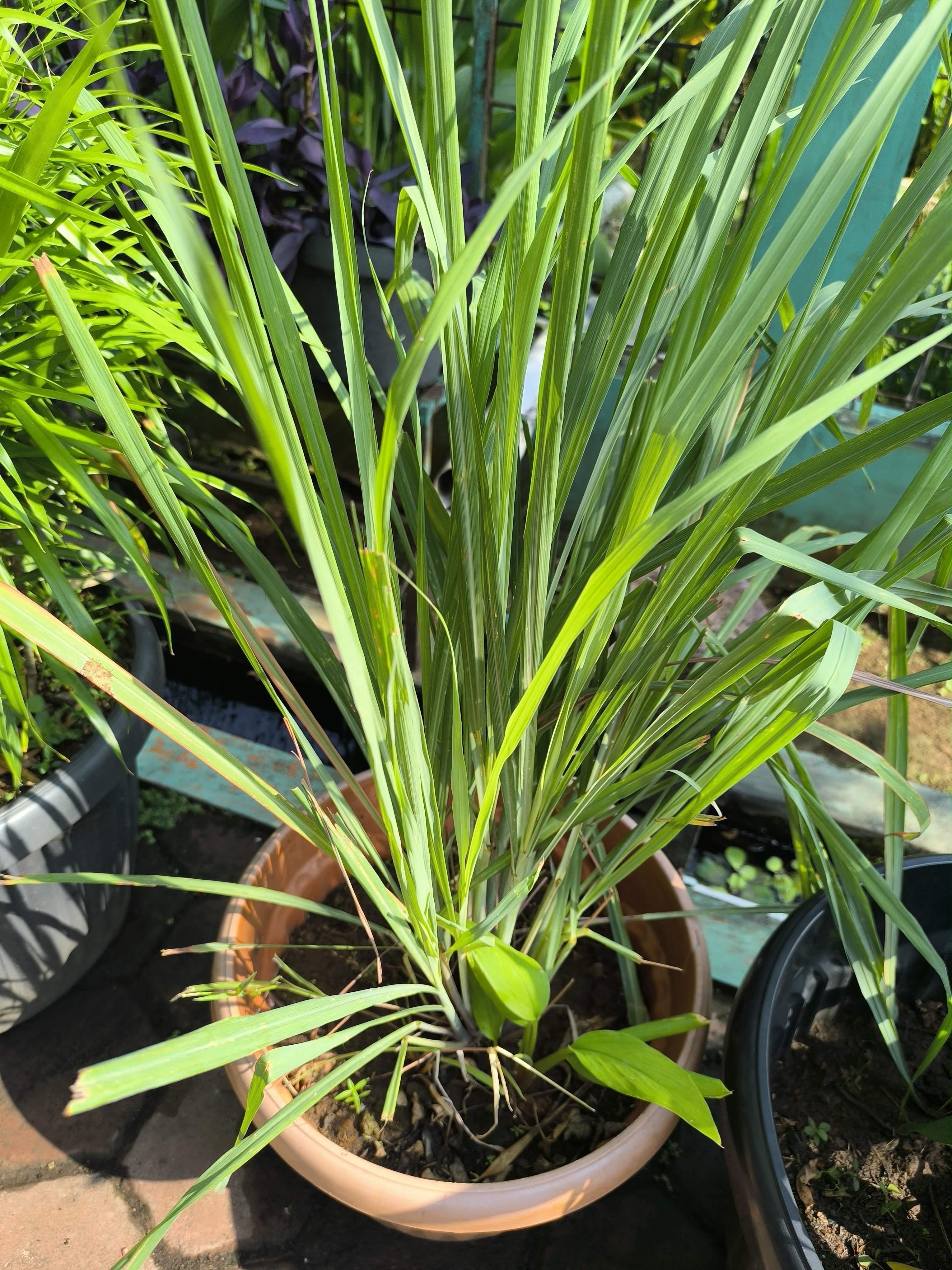 Lemongrass