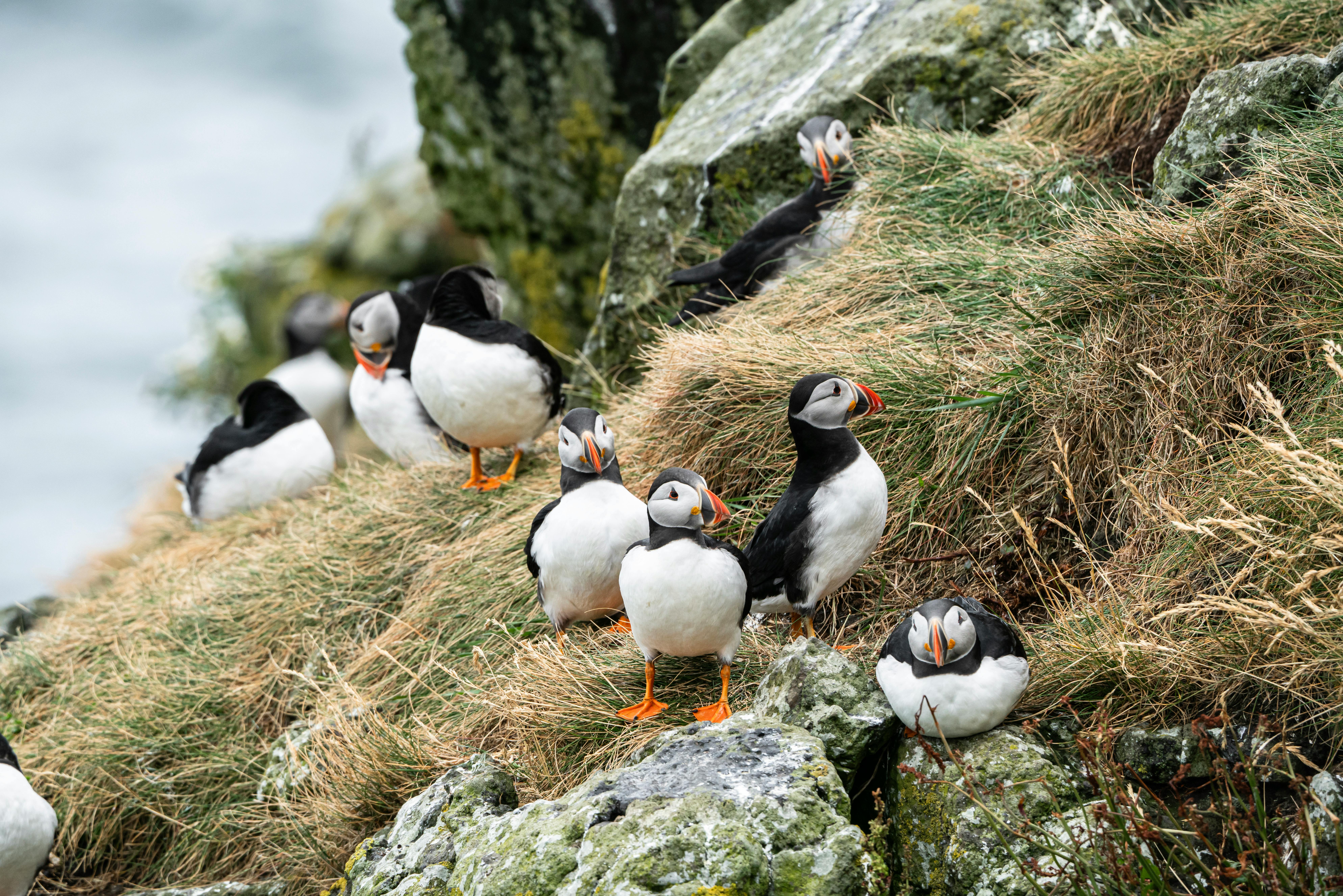 a bunch of puffins