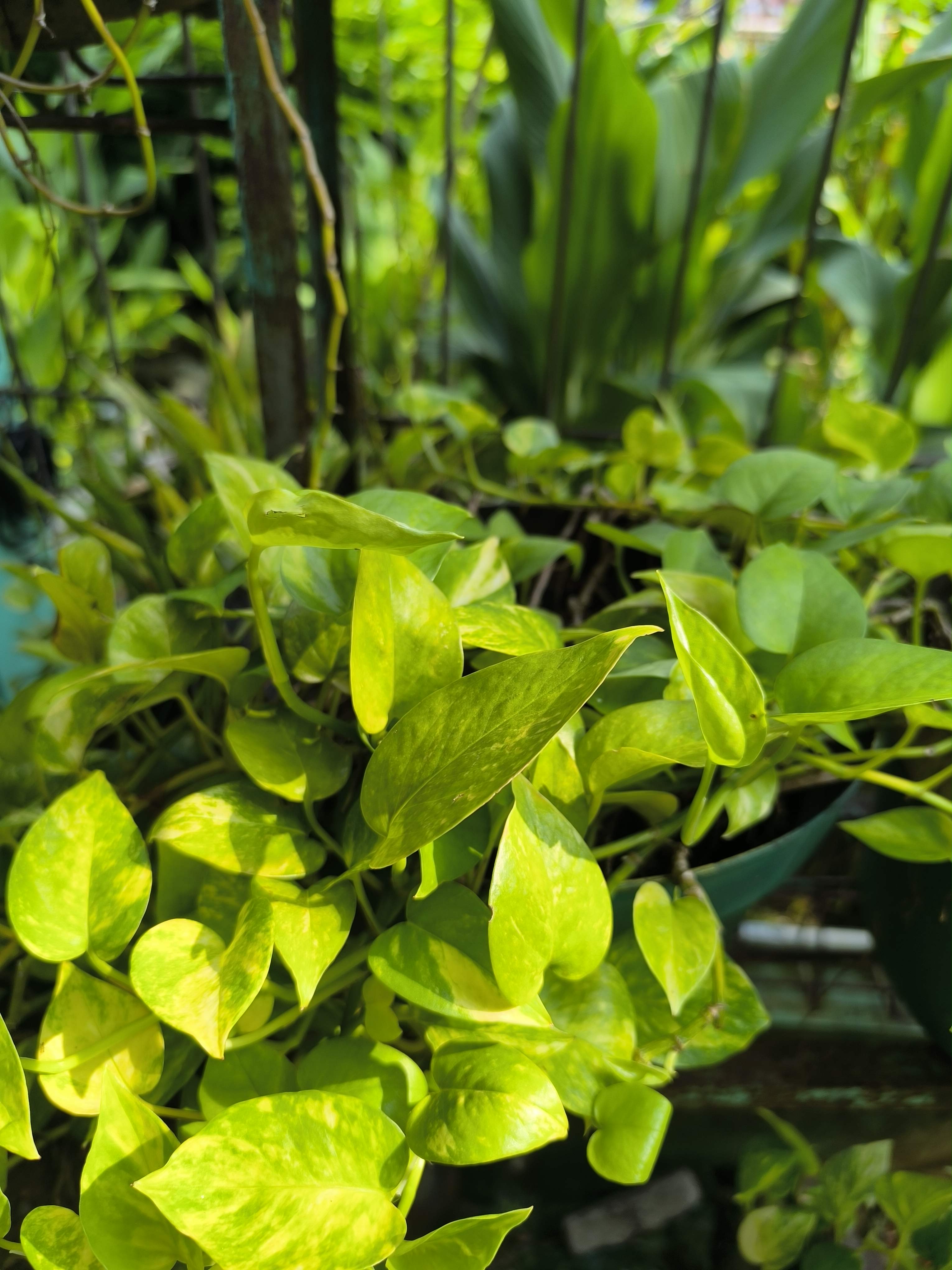 Pothos