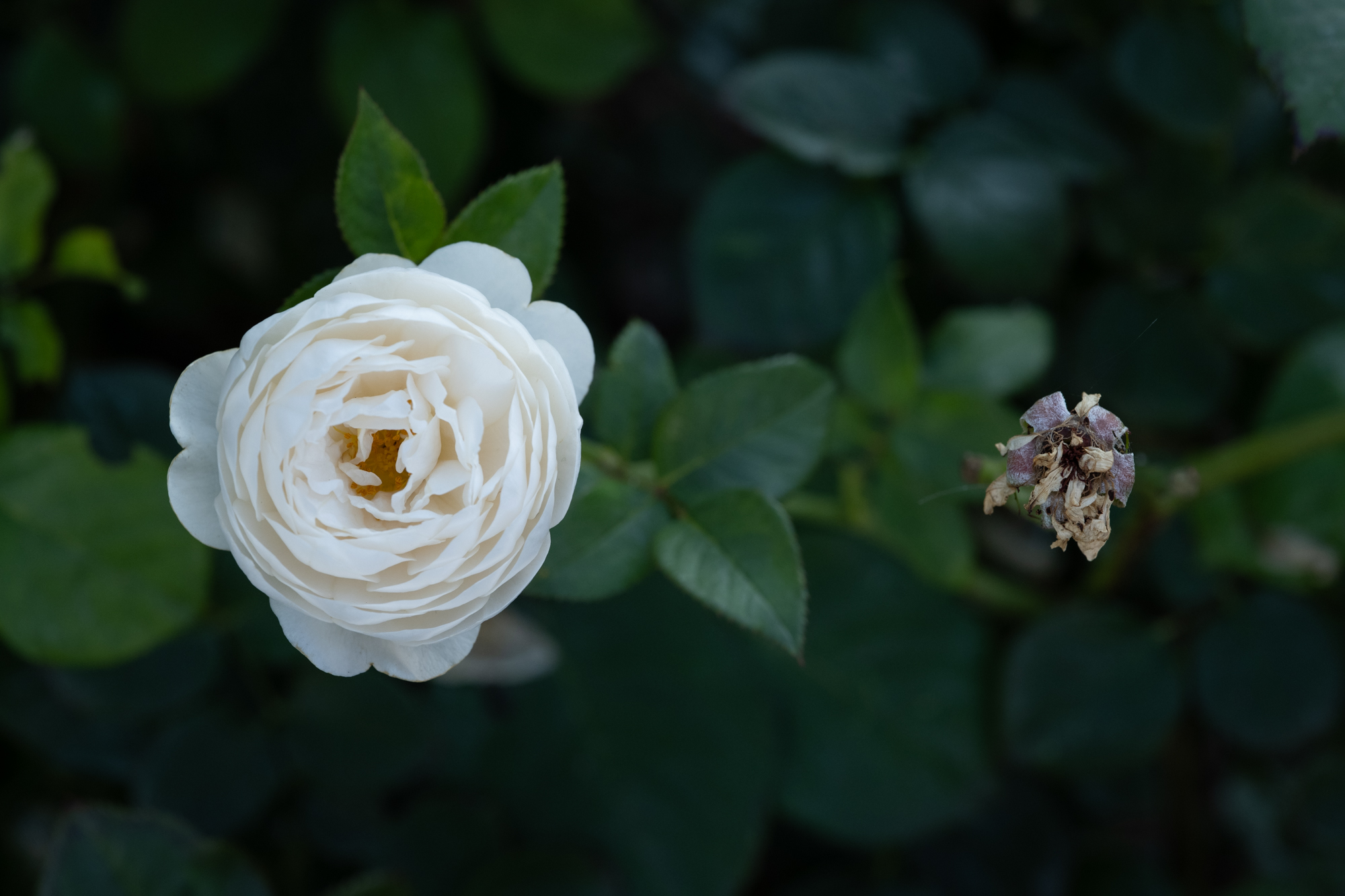 Voigtlander 65mm F2 Macro APO Lanthar + Nikon Z7 II