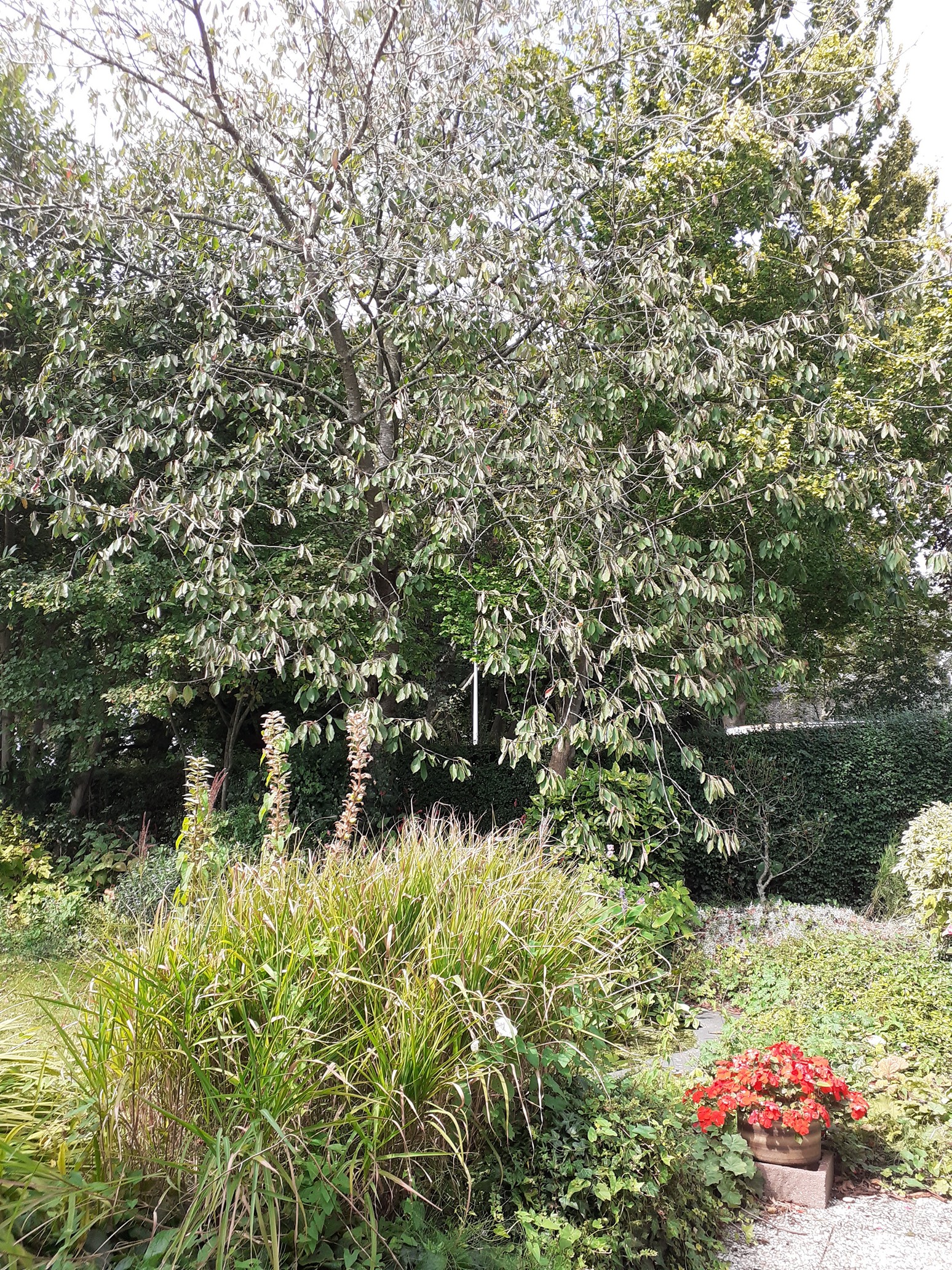 De Kersenboom