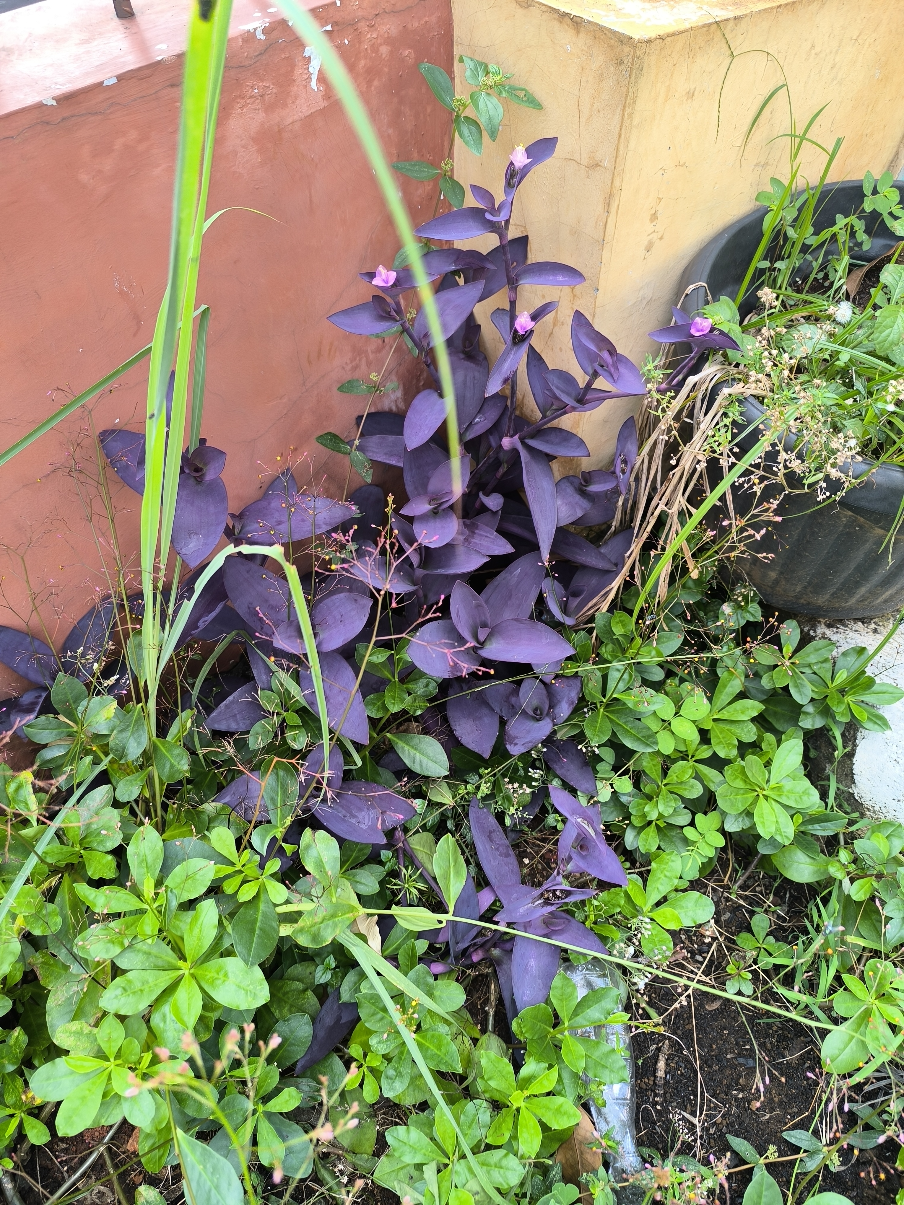 Purple Heart