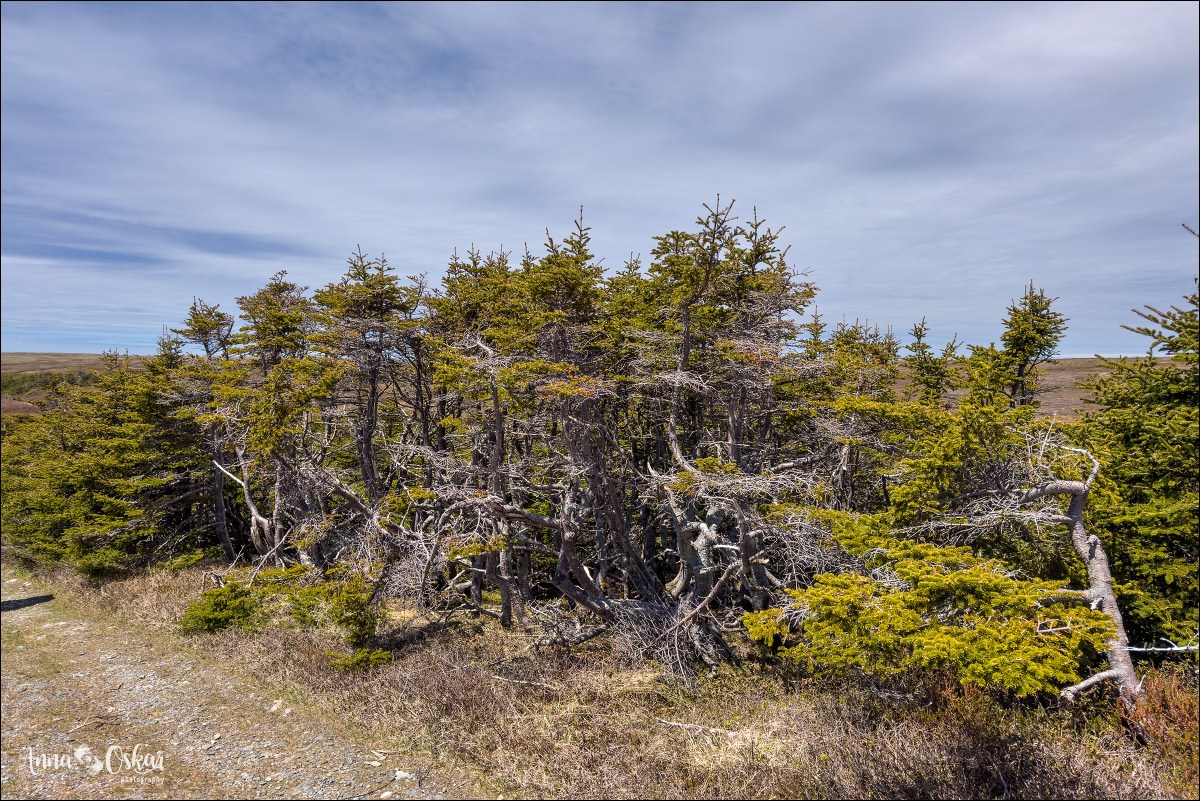 St. John's (I) - Terranova & Labrador: icebergs, puffins y balleneros vascos (8)