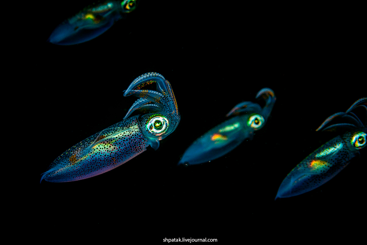 Филиппины. Анилао. Архив. 