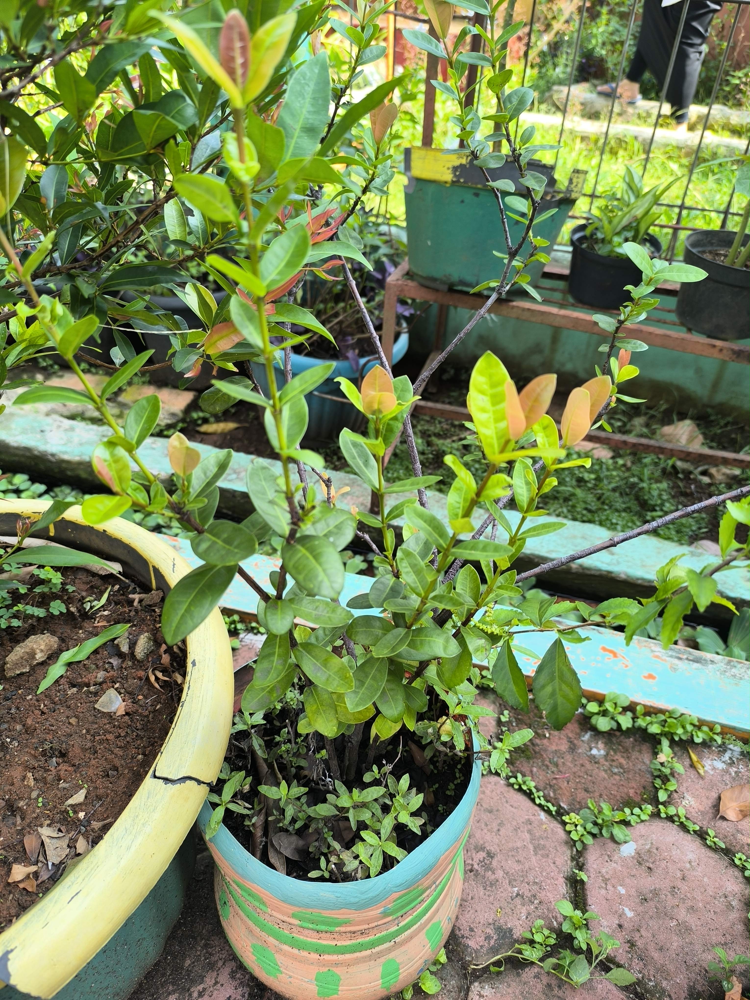 Ixora