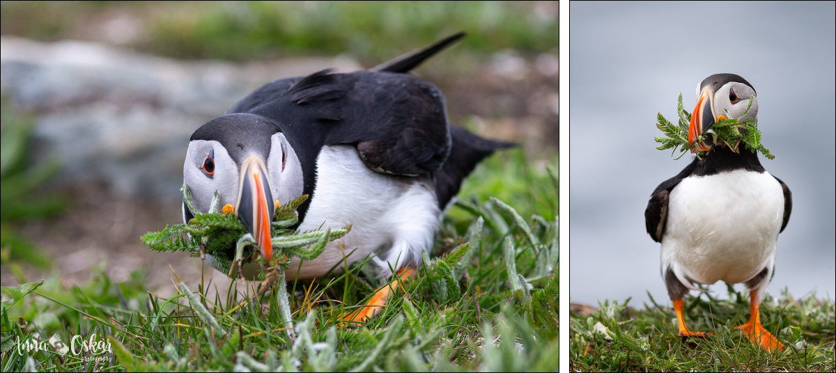 Faro de Heart's Content y traslado a St. John's - Terranova & Labrador: icebergs, puffins y balleneros vascos (6)