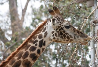Jirafas en un recinto amplio, fauna de un paseo y no la socialización homeschool que cierra el año
